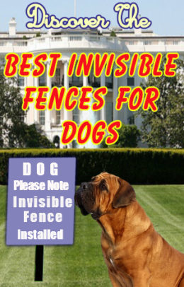 Best Invisible Fence For Dogs